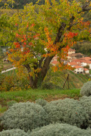 Lavender fields in autumnの写真素材