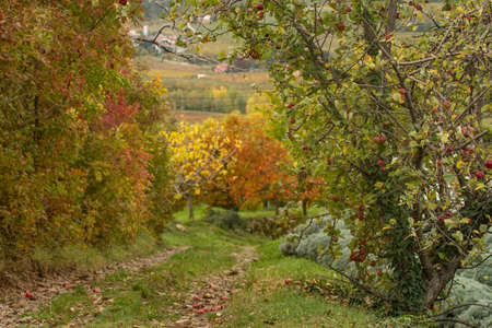 Lavender fields in autumnの写真素材