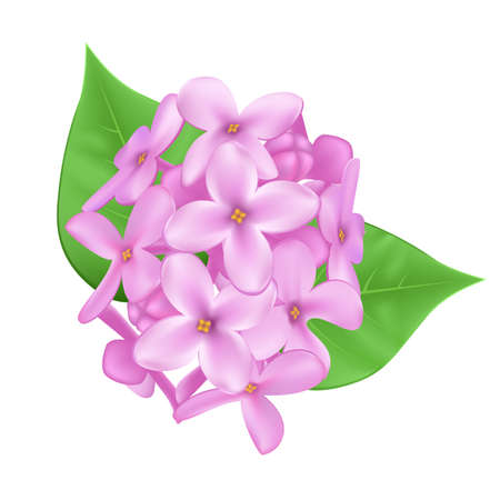 Vector illustration of lilac pinkのイラスト素材