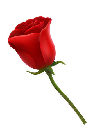 red rose 3d flowers for design on a white backgroundのイラスト素材