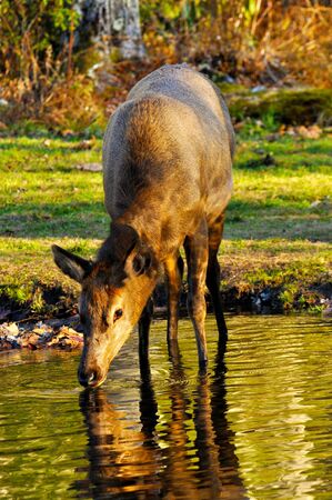 Female elk drinking waterの写真素材