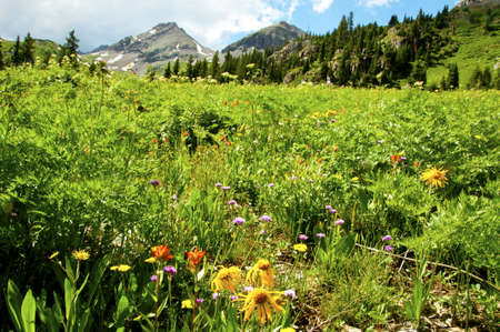 Mountains and field of wildflowers