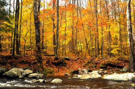 Fall colors along a small stream