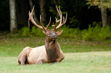 A bull elk lies on the ground for a rest の写真素材