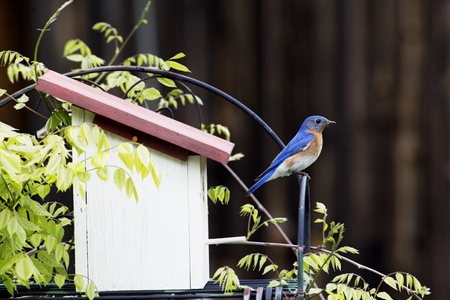Male Bluebird sitting close to his nest の写真素材