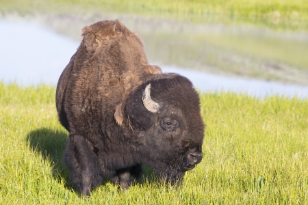 A large Bison basks in the early morning light の写真素材