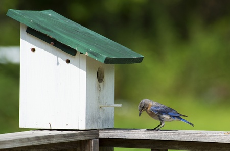Female Bluebird looks down at ants crawling の写真素材