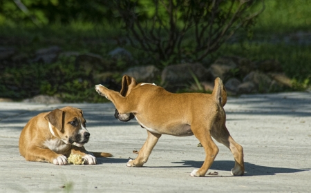 Two Boxer puppies are playmates の写真素材