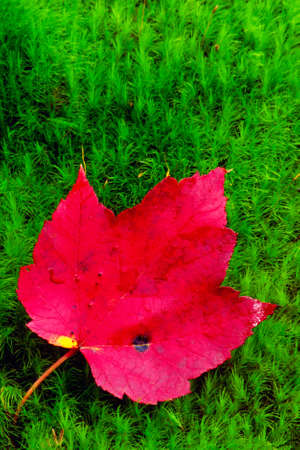 A brilliant red leaf lies on green moss 