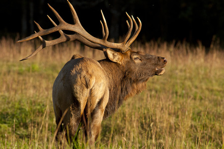 A large Elk holds his head back and scents の写真素材