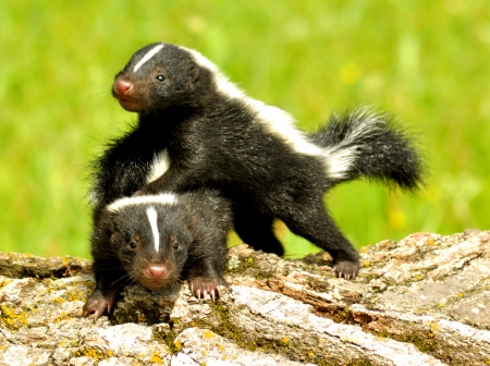 Two baby skunks at play の写真素材