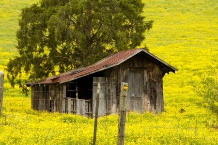 A field of yellow Buttercups surround an old shed の写真素材
