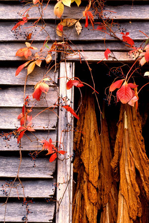 Window of an old barn with tobacco hung in the barn の写真素材