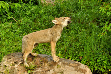 A wolf pup stands at attention howling 