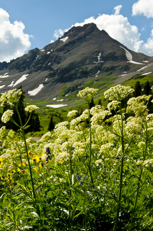 Wildflowers and snow capped mountain in Colorado の写真素材