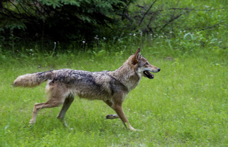 A lone gray wolf runs through a meadow 