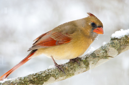 Female Cardinal sitting on a branch in the snow.の写真素材