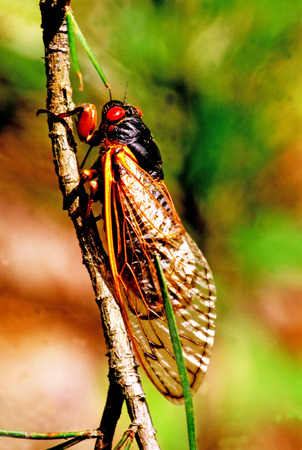 Cicada with red eyes sitting on a branch.の写真素材