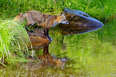 Close-up of Red Fox and water reflections.