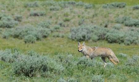 In Yellowstone, coyote on the hunt.の写真素材
