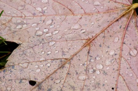 Close-up leaf with water drops.