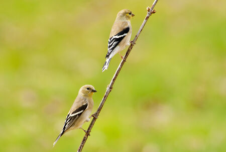 Two yellow Goldfitch sit on the same branch.の写真素材