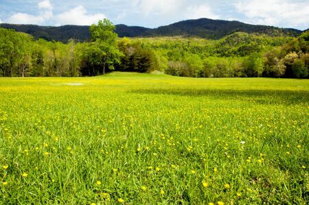 Field of yellow wildflowers in the spring.