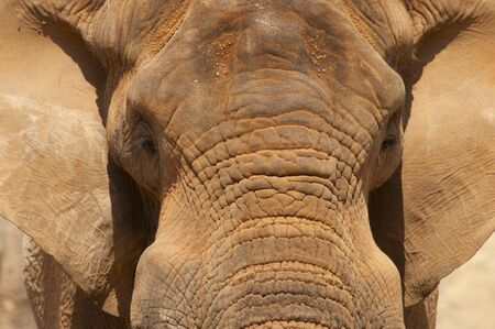 C lose-up shot of an elephant\\\\の写真素材