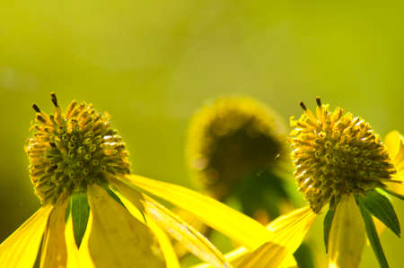 Beautiful yellow cone flowers in bloom.の写真素材