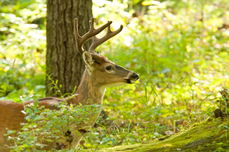 Small buck White tailed Deer in Cades Cove.の写真素材