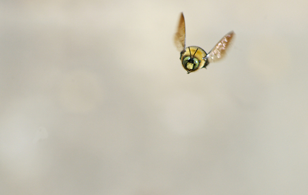 Honey Bee flying toward the camera.の写真素材