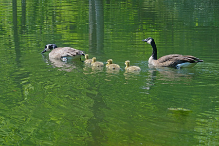 Canadian Geese pair with babies swimming.