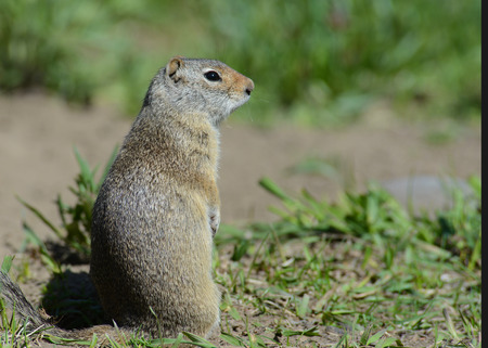 Thompson's Ground Squirrel poses near his den.