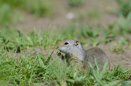 Thompson Ground Squirrel feeding on green grass.の写真素材
