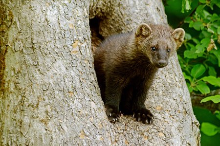 Closeup image of a fisher animal in a den tree.の写真素材