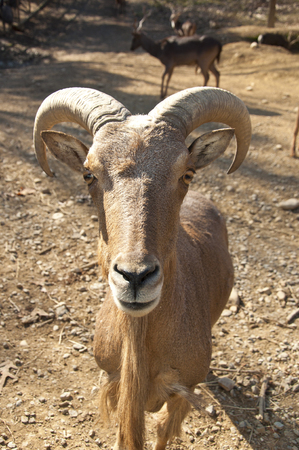 Big Horned Sheep close up staring at the camera.の写真素材