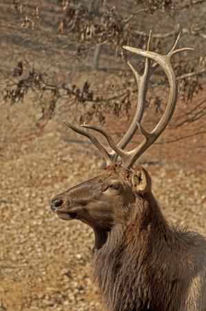 Large antlers on buck deer standing sideways.の写真素材