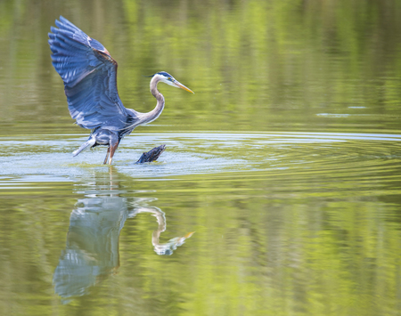 Great Blue Heron with wings spread.の写真素材