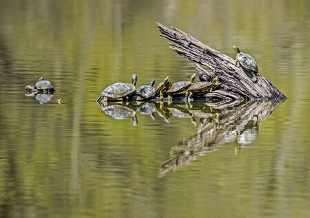 Water reflection of small turtles trying to mate.の写真素材