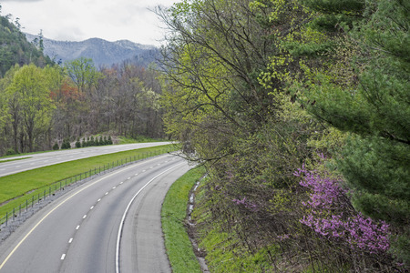 Redbud Trees blooming along a major highway.の写真素材