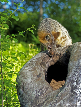 Gray Fox stares down into his den.の写真素材