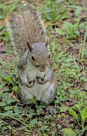 A small gray squirrel holds his paws to his chest.