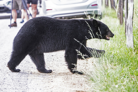 Large Black Bear crossing the road in Cades Cove.の写真素材