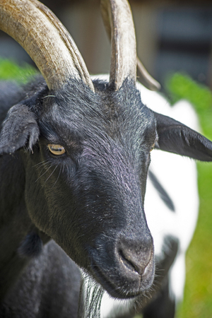 Head shot of a black and white goat with horns.の写真素材
