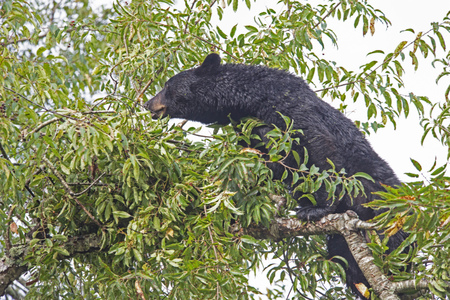Black Bear stretches for berries in the top of a Cherry Tree.の写真素材