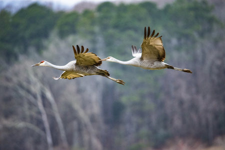 Close up two Sandhill Cranes flying together.の写真素材