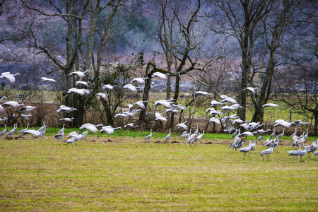 A flock of Sandhill Cranes fly through an open field.の写真素材