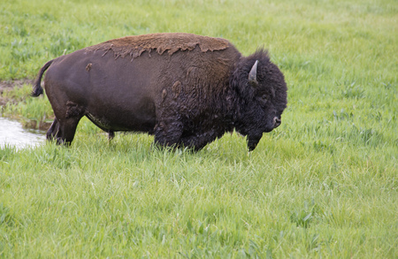 A large Bison in green grass in Yellowstone.