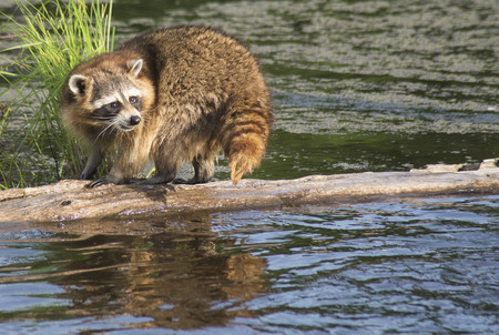 A Raccoon looks for snails on the bottom of a log.の写真素材