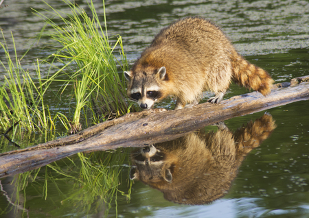 Mirror reflection of a raccoon fishing from a sunken log.の写真素材